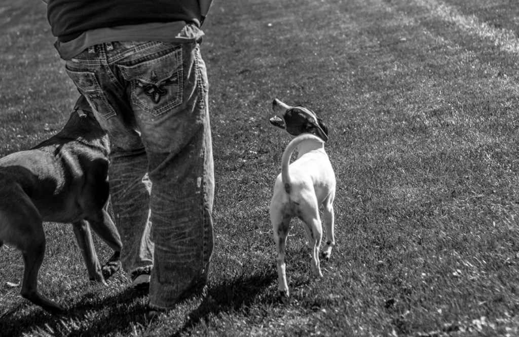 Dog Training Madison WI