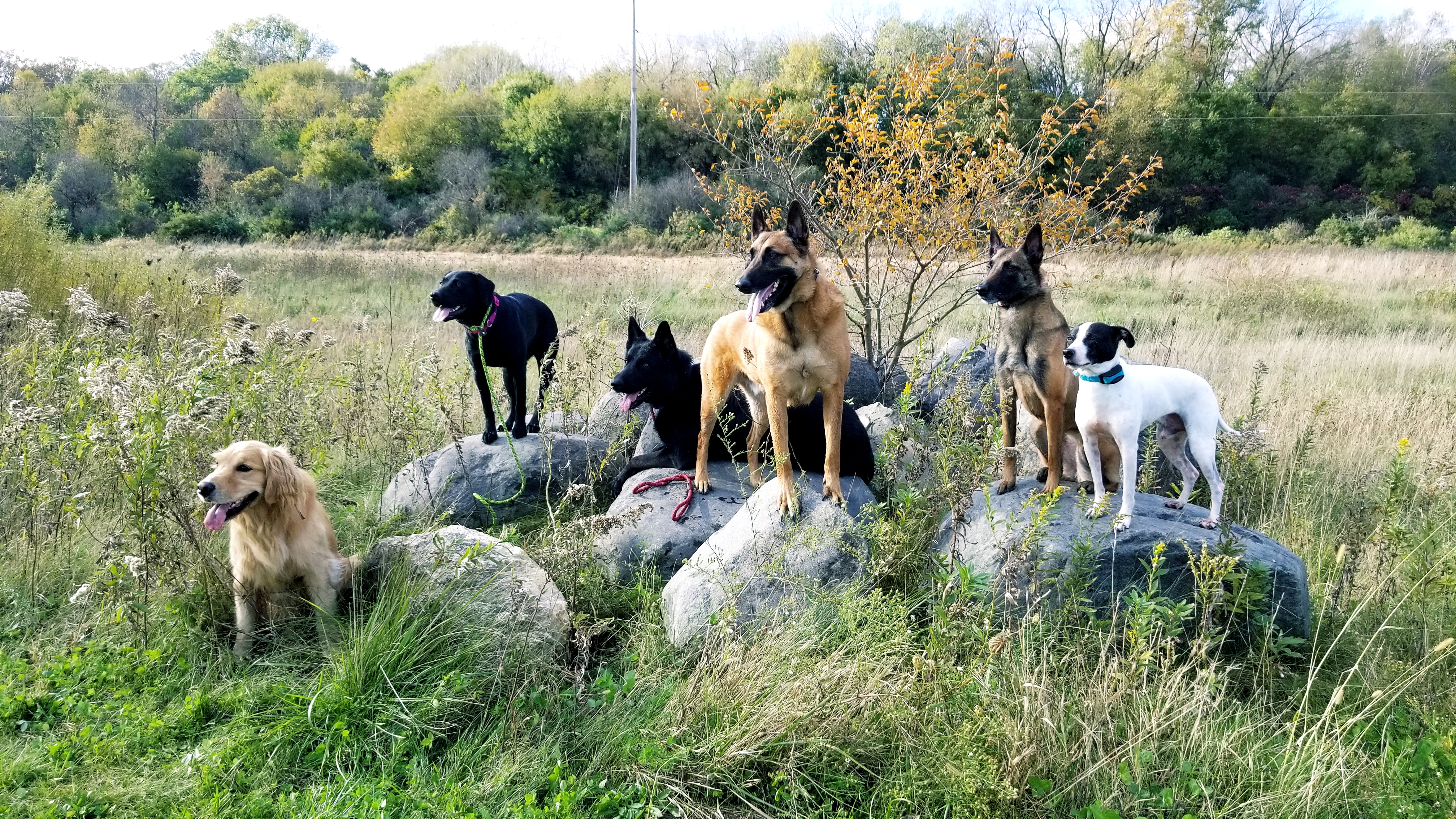 Dog Training Madison WI