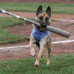 Dog Training Madison